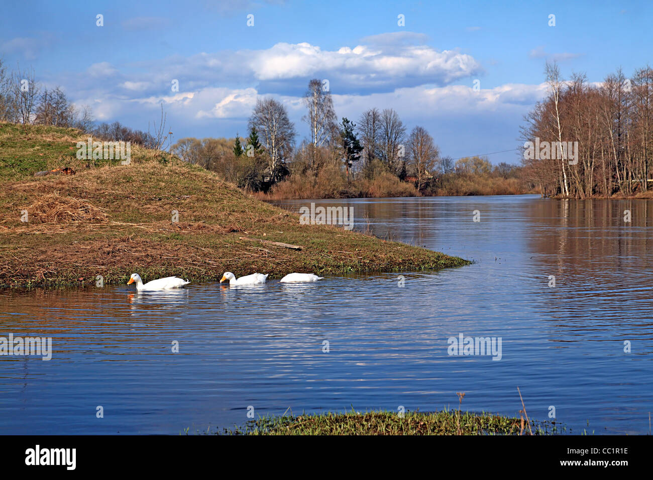 geese on river Stock Photo