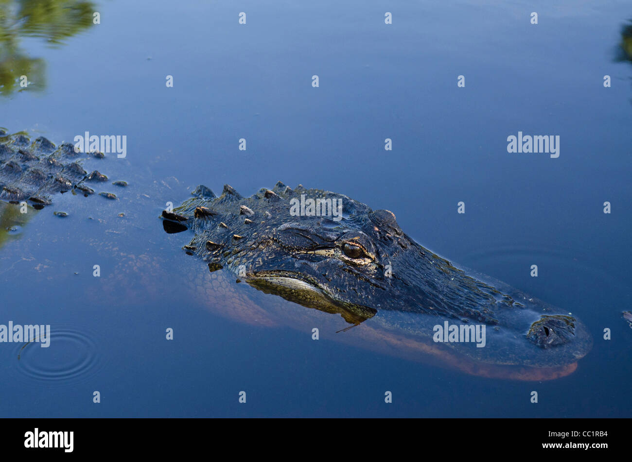 American alligator (Alligator mississippiensis), Okefenokee National