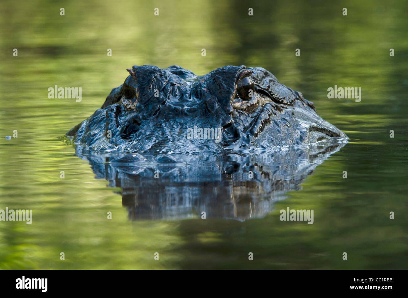 Okefenokee Swamp Alligator Stock Photos Okefenokee Swamp