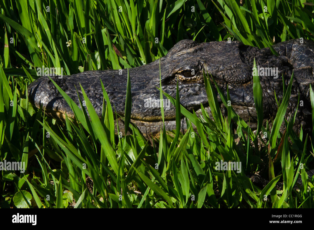 American alligator (Alligator mississippiensis), Okefenokee National