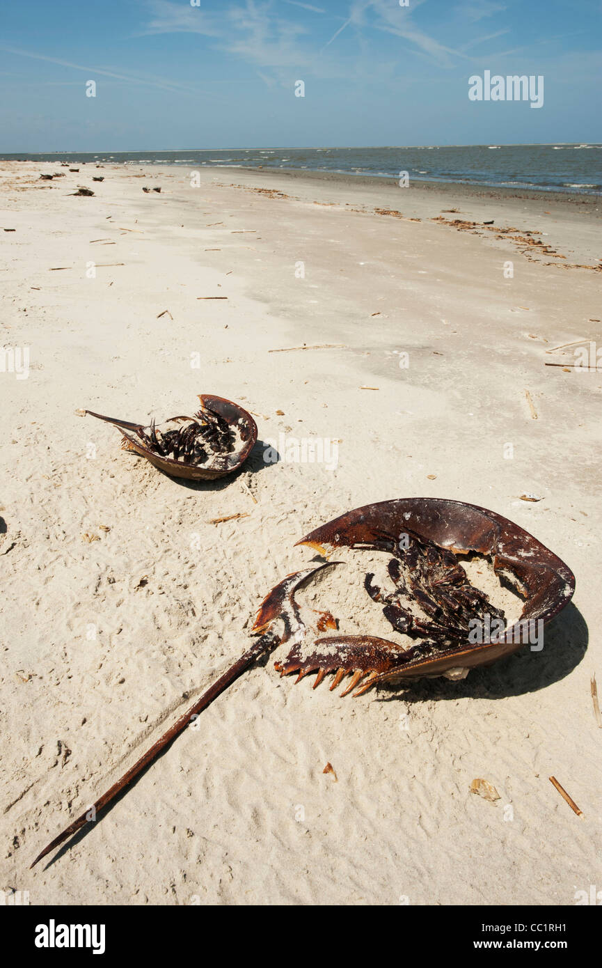 Horseshoe crab dead hires stock photography and images Alamy