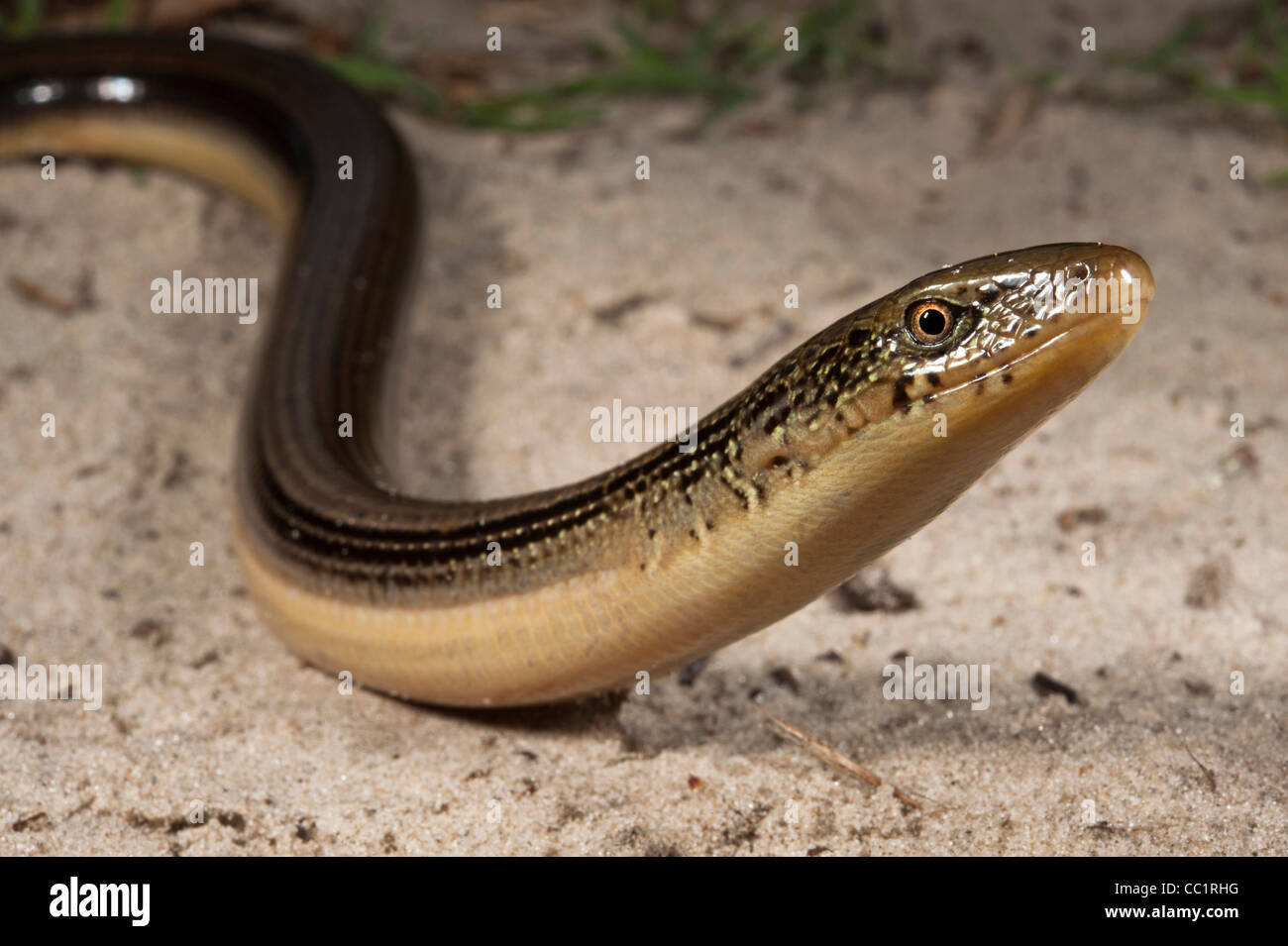 Eastern Glass Lizard (Ophisaurus ventralis), Little St Simon's Island