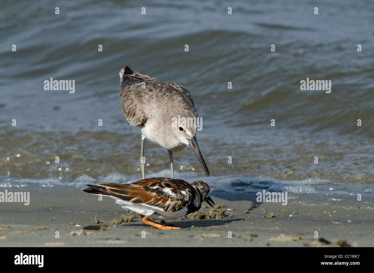 Willet and Ruddy Turnstone, feeding on Atlantic Horseshoe Crab eggs