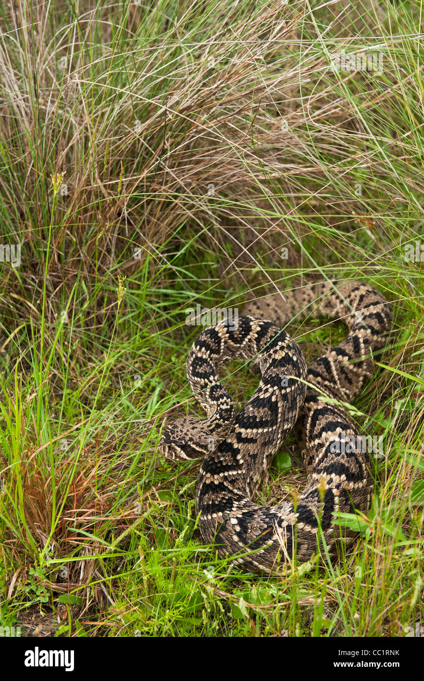 Eastern Diamondback Rattlesnake (Crotalus adamante Us), Little St Simon