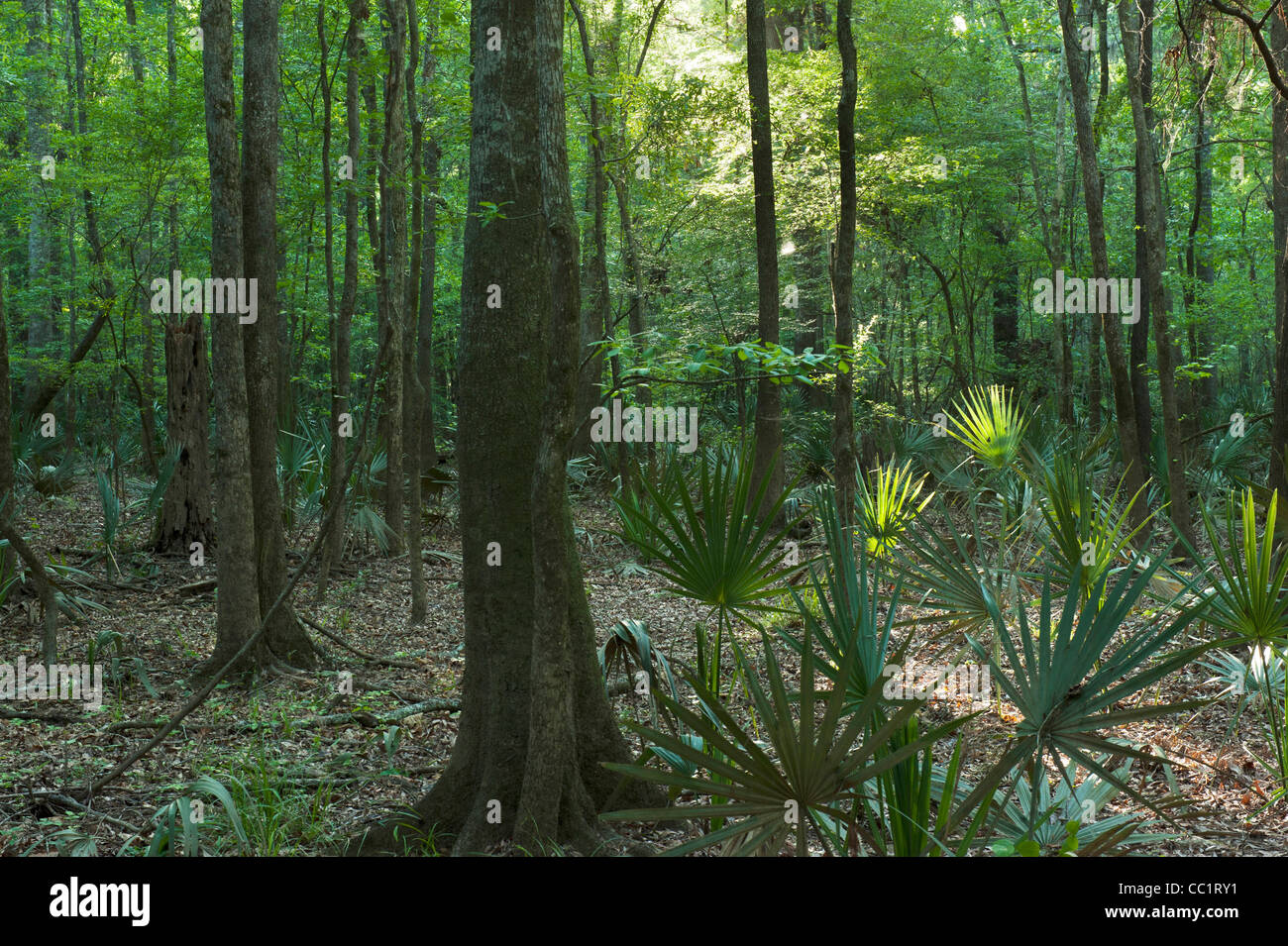 Cypress Swamp (Taxodium distichum), The Orianne Indigo Snake Preserve, Telfair County, Georgia, USA Stock Photo