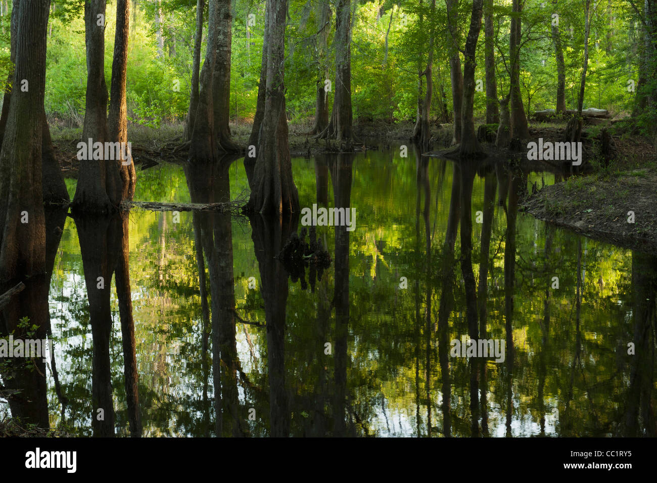 Cypress Swamp (Taxodium distichum), The Orianne Indigo Snake Preserve, Telfair County, Georgia, USA Stock Photo