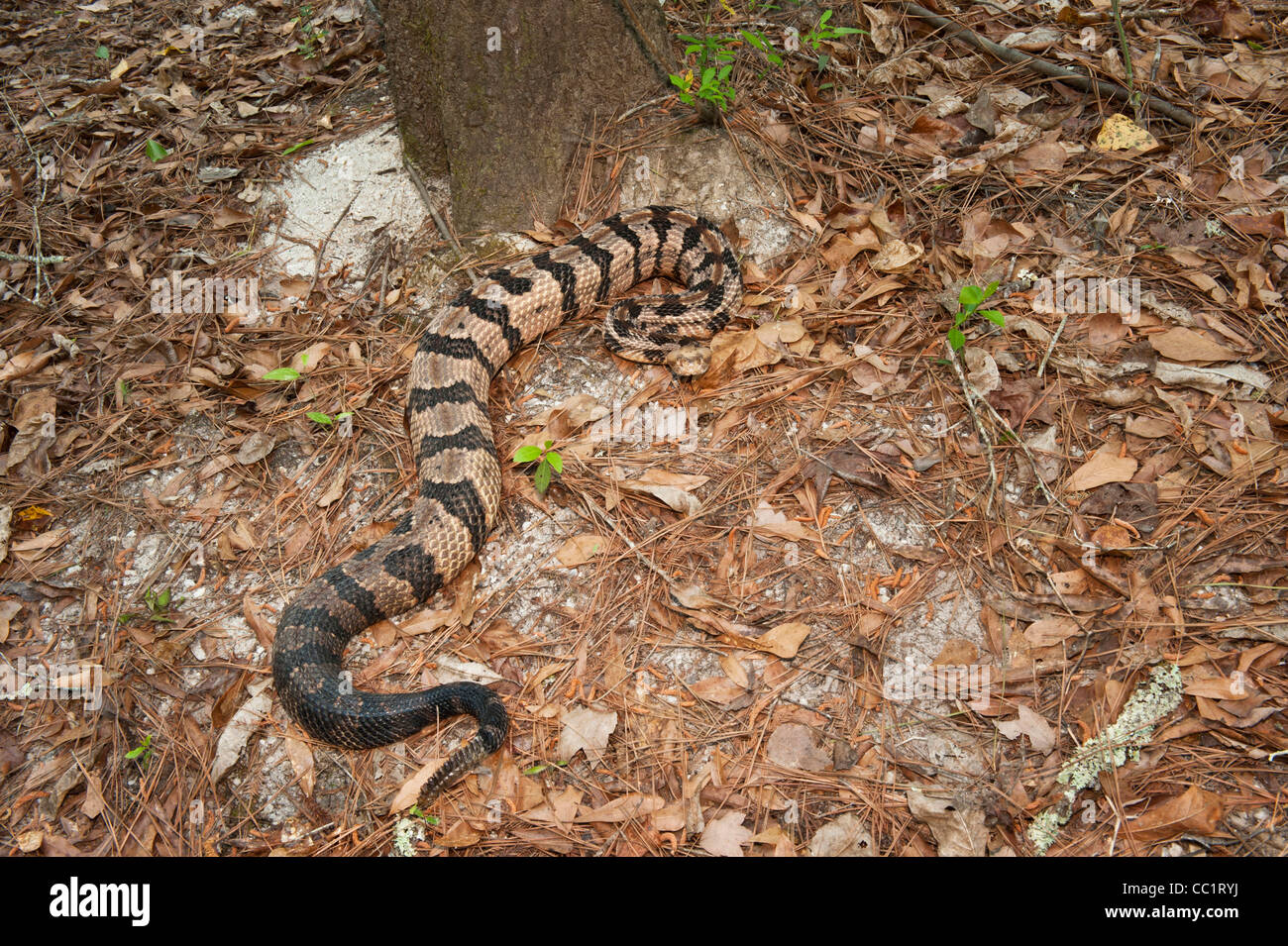 Canebrake or Timber Rattlesnake, Adult, Captive. The Orianne Indigo