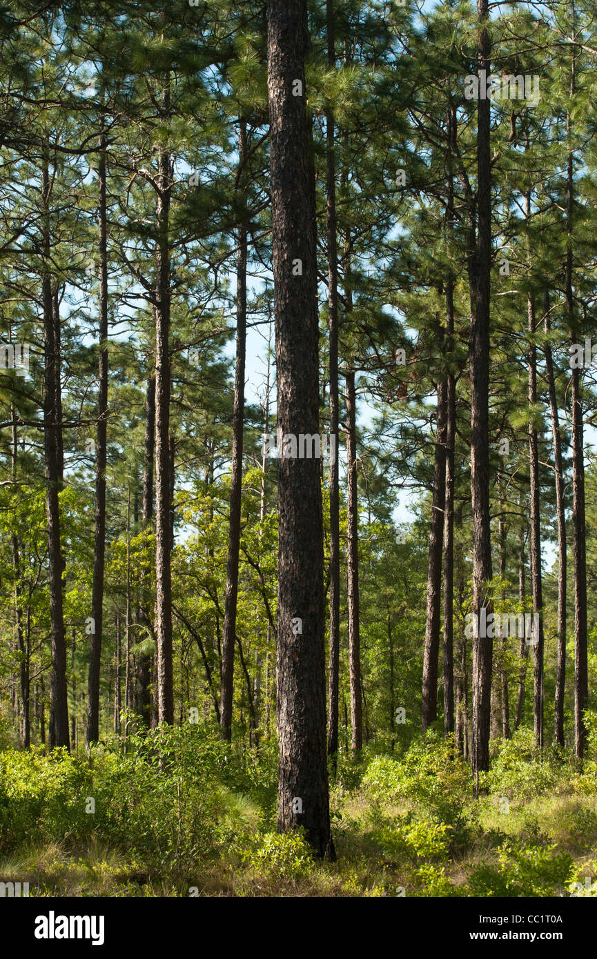 Longleaf pine pinus palustris forest hires stock photography and images Alamy