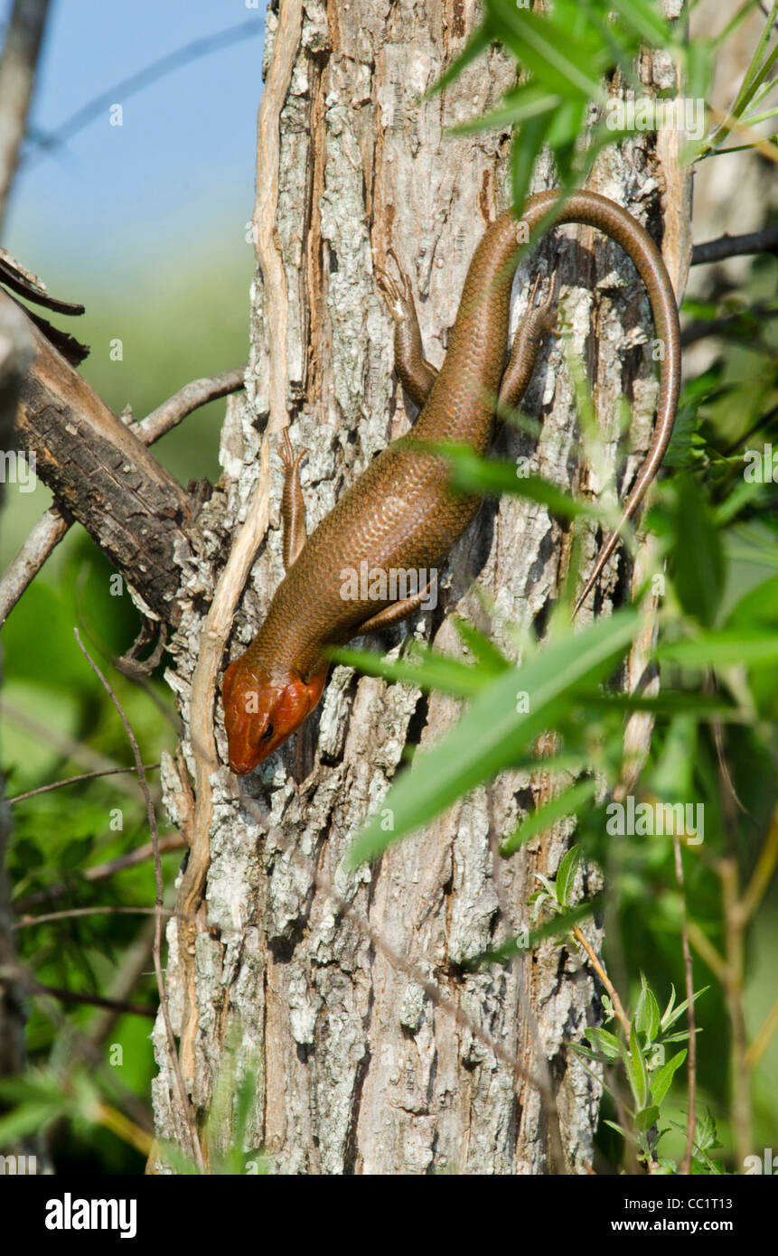 Broadhead Skink (e Umeces laticeps), Male, The Orianne Indigo Snake Preserve, Telfair County, Georgia, USA Stock Photo