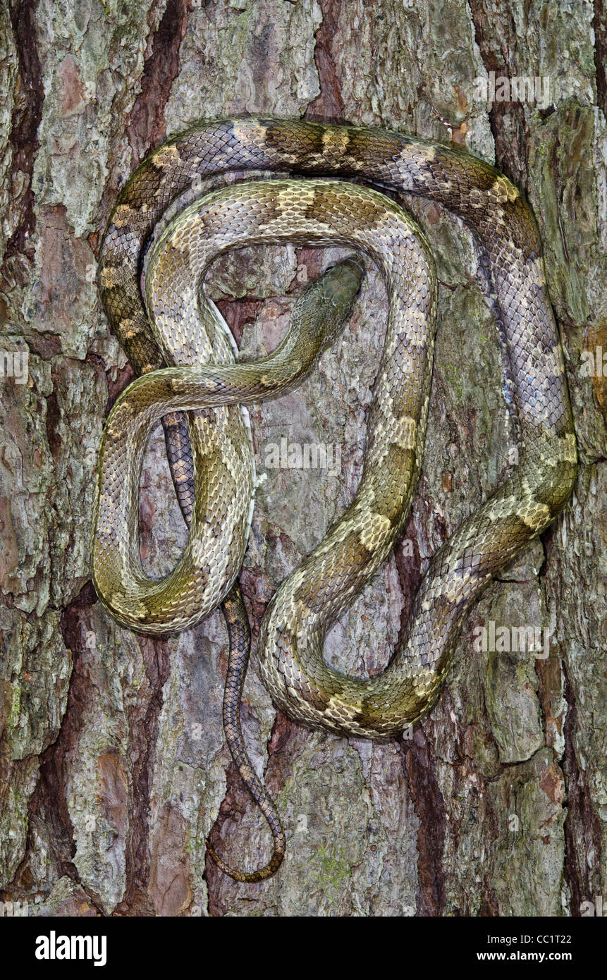 Yellow Rat Snake (Elaphe obsoleta quadrivittata), Captive. The Orianne Indigo Snake Preserve, Telfair County, Georgia, USA Stock Photo
