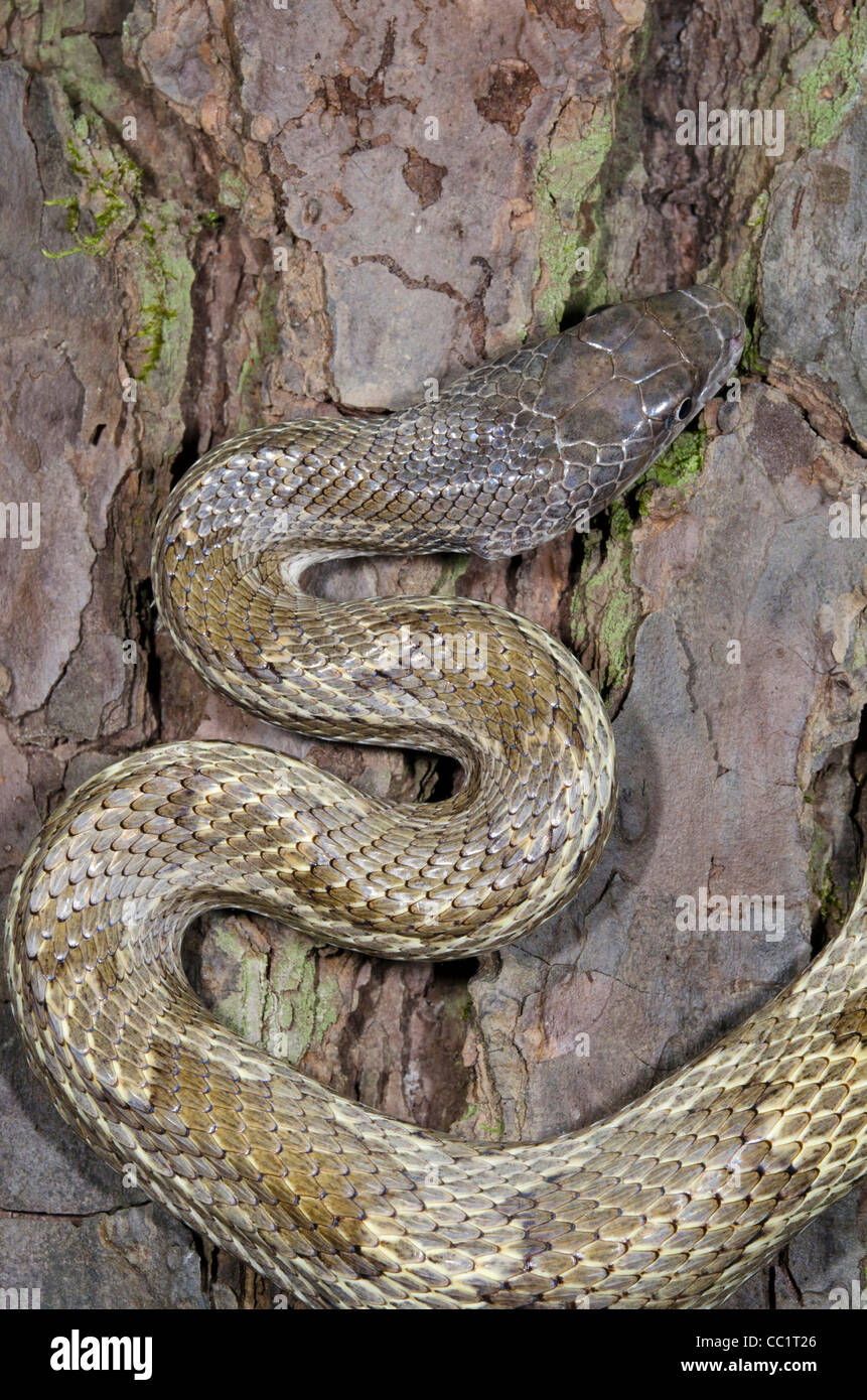 Yellow Rat Snake (Elaphe obsoleta quadrivittata), Captive. The Orianne Indigo Snake Preserve, Telfair County, Georgia, USA Stock Photo