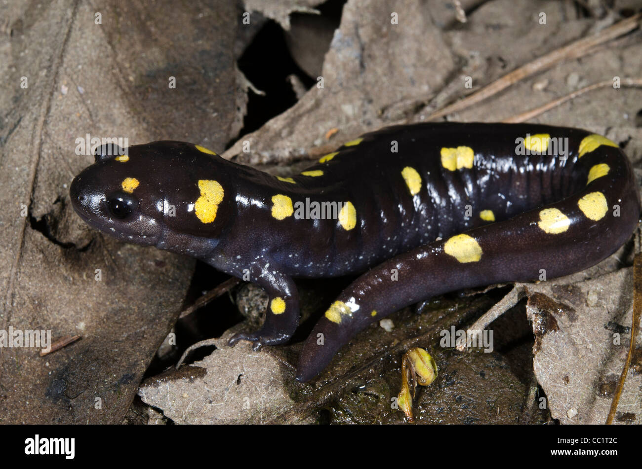 Spotted Salamander (Ambystoma maculatum), Captive. The Orianne Indigo