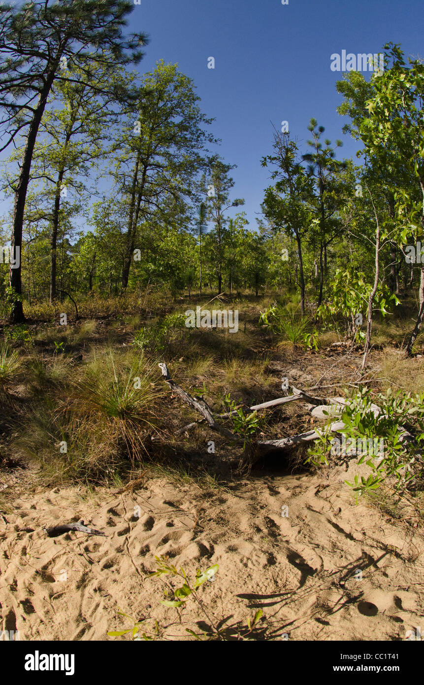 Longleaf pine hires stock photography and images Alamy