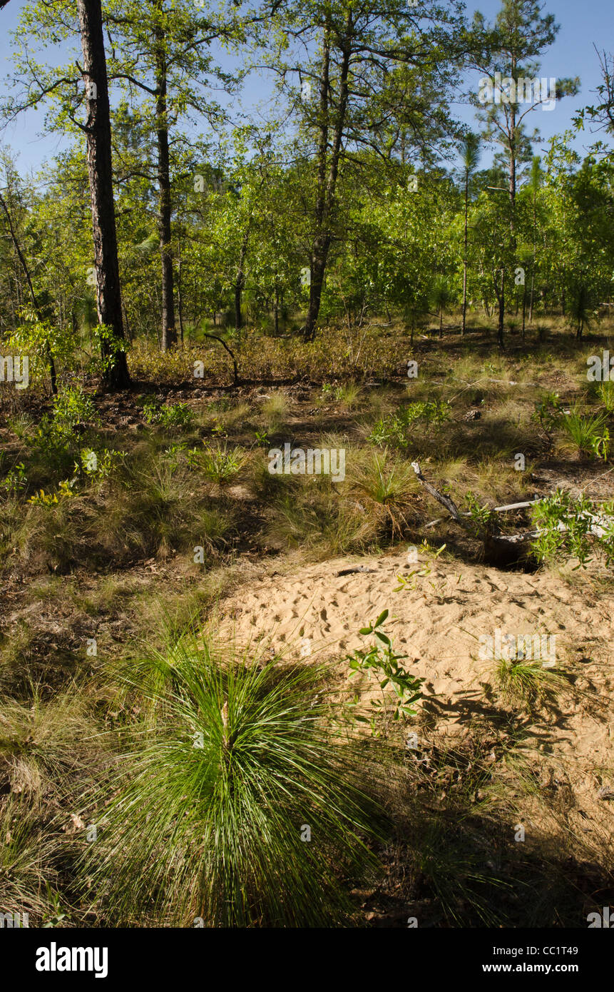 Longleaf pine hires stock photography and images Alamy