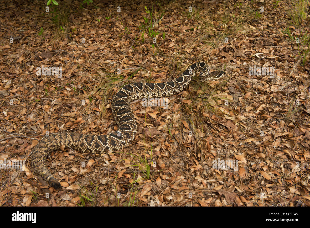 Eastern Diamondback Rattlesnake (Crotalus adamante Us), Captive. The