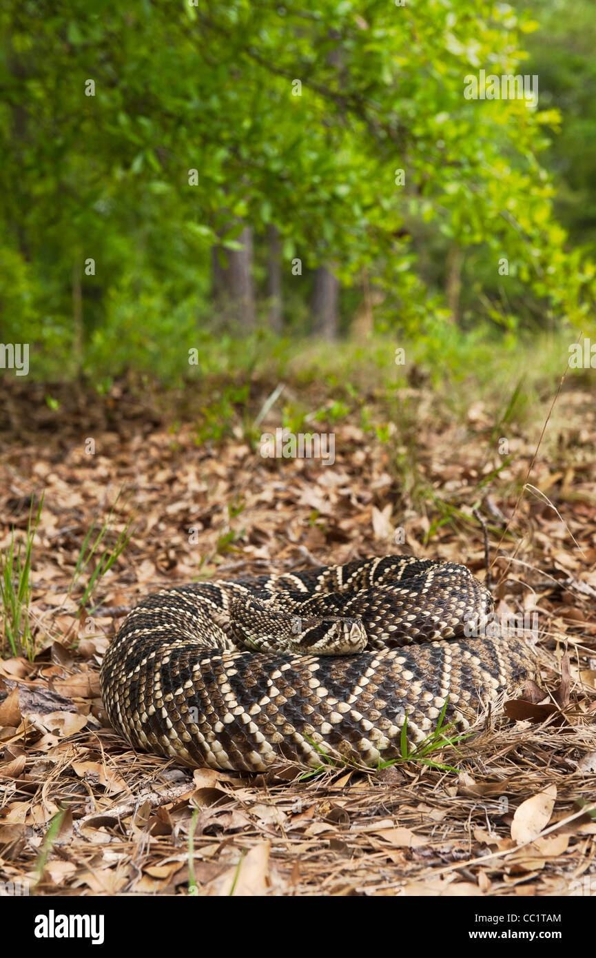 Eastern Diamondback Rattlesnake (Crotalus adamante Us), Captive. The