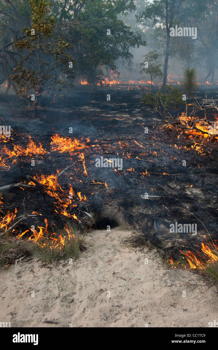Prescribed Burn In Longleaf Pine Forest Passing Over Gopher