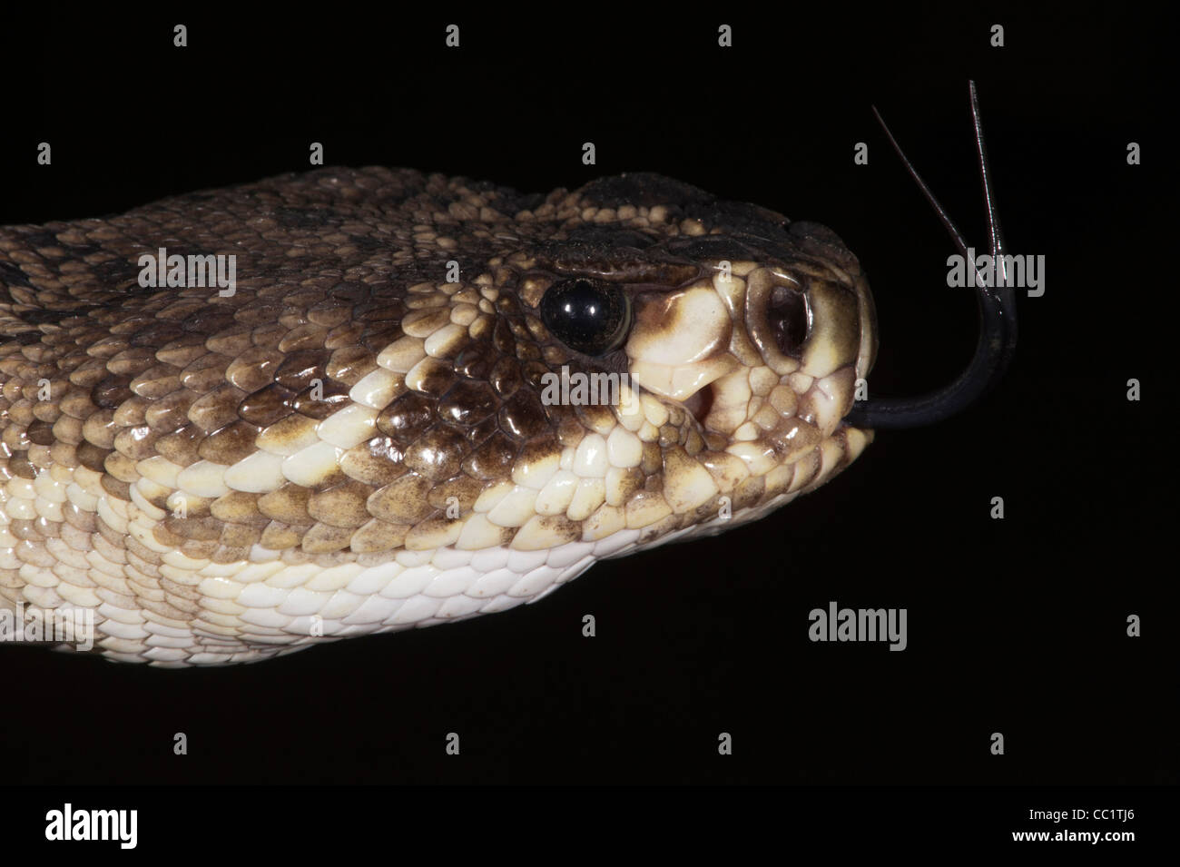 Heat sensory pit of Pitviper and eye of Eastern Diamondback Rattlesnake ...