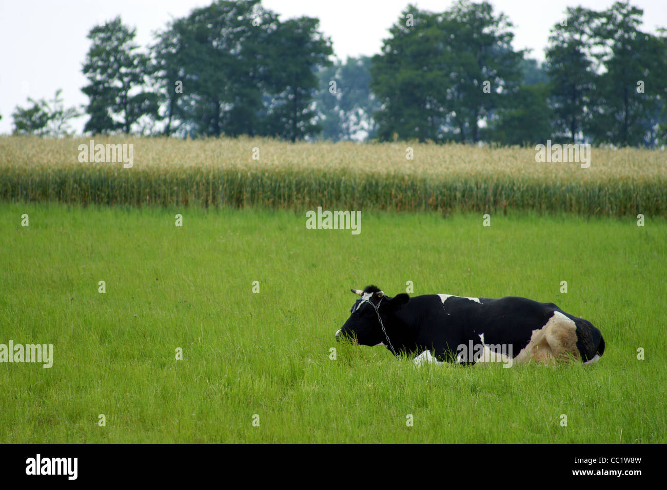 Cows in green field. Trees and sky background Stock Photo - Alamy