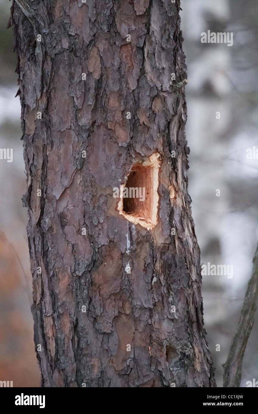 A woodpecker hole in the side of a pine tree Stock Photo Alamy