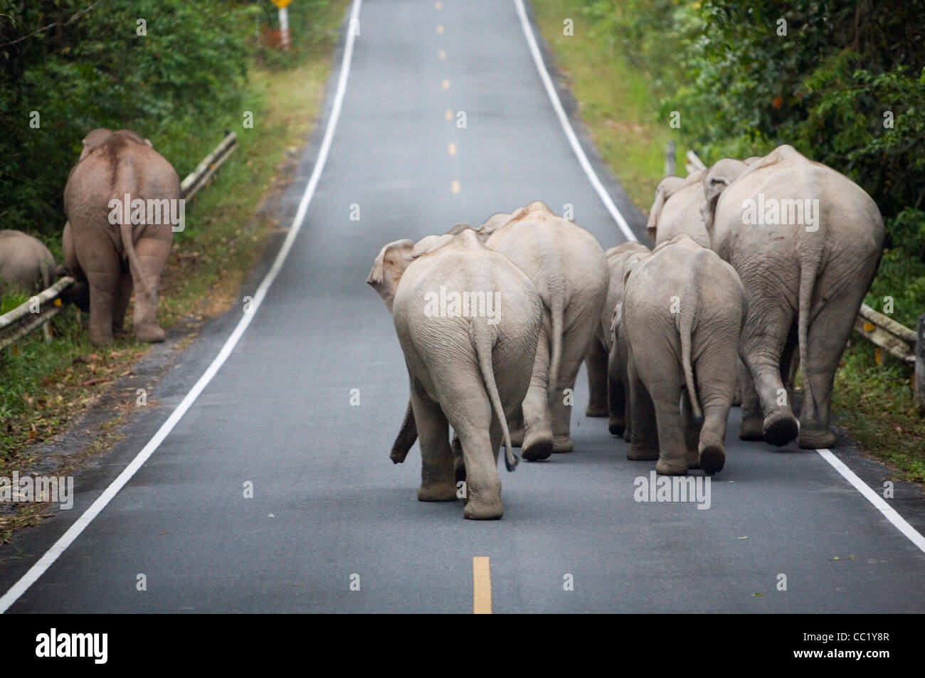 Group of wild elephants crossing a road in Khao Yai National Park.  Khao Yai, Nakhon Ratchasima province, THAILAND Stock Photo