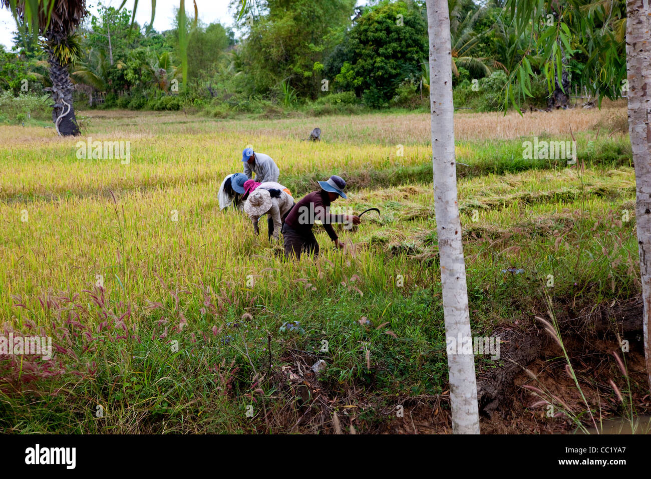 Group of people at work as farmers and peasants in rice field, countryside northwest of Phnom Penh, Cambodia, Asia Stock Photo