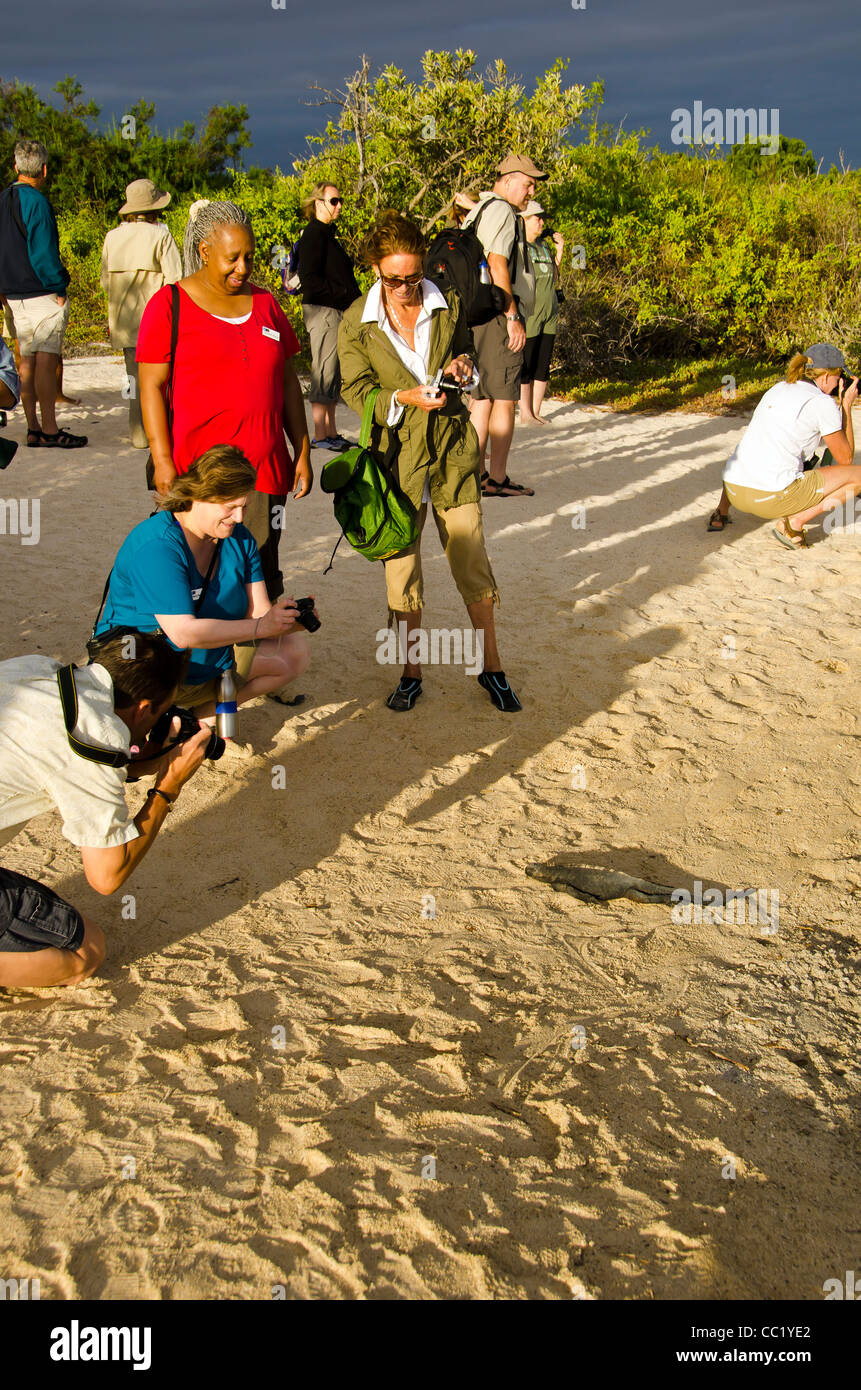Tourists with small marine iguana Las Bachas Beach, Santa Cruz Island, Galapagos Islands, Ecuador Stock Photo