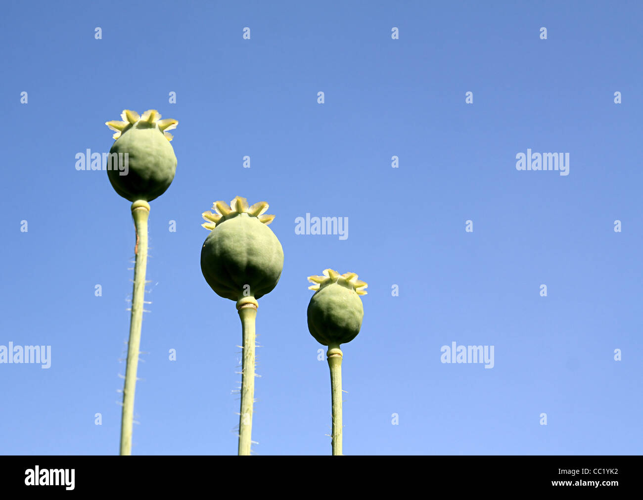 Poppy art hi-res stock photography and images - Alamy