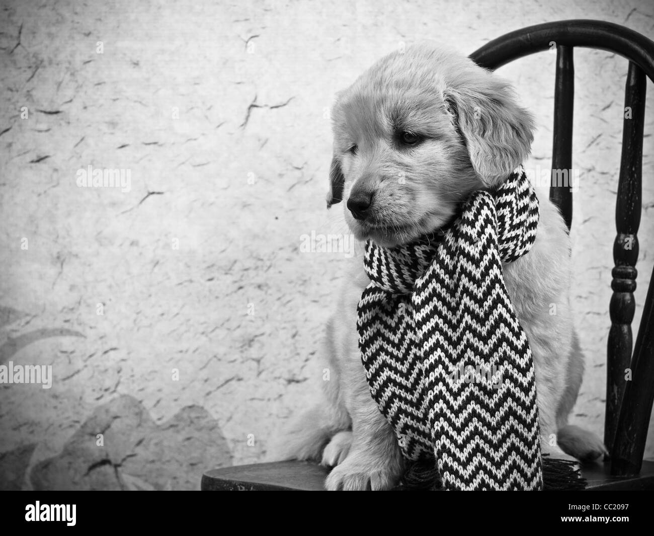 Black and white photo of a cute Golden Retriever puppy sitting on a chair wearing a scarf. Stock Photo