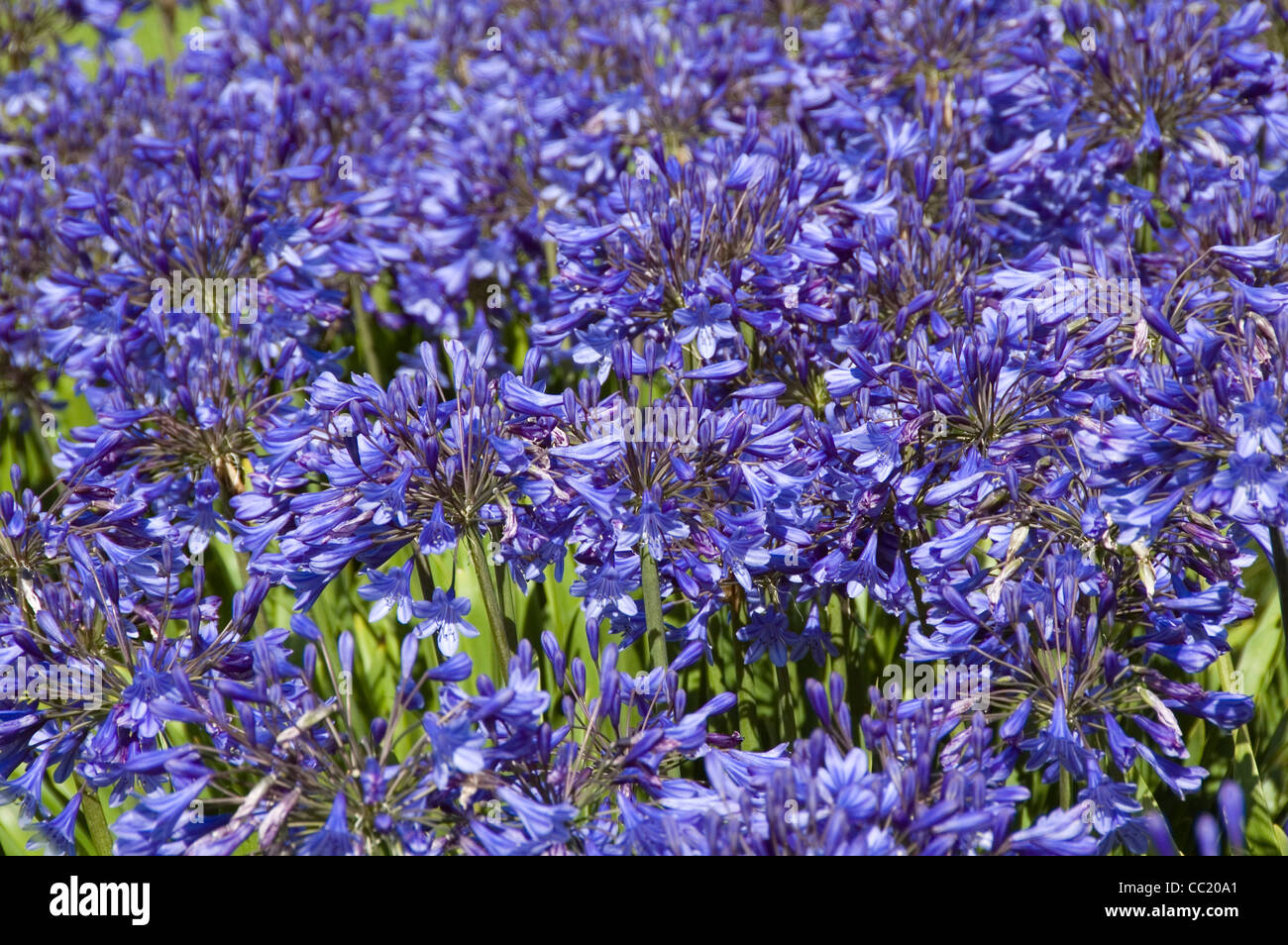 Agapanthus Blue Bird Stock Photo Alamy