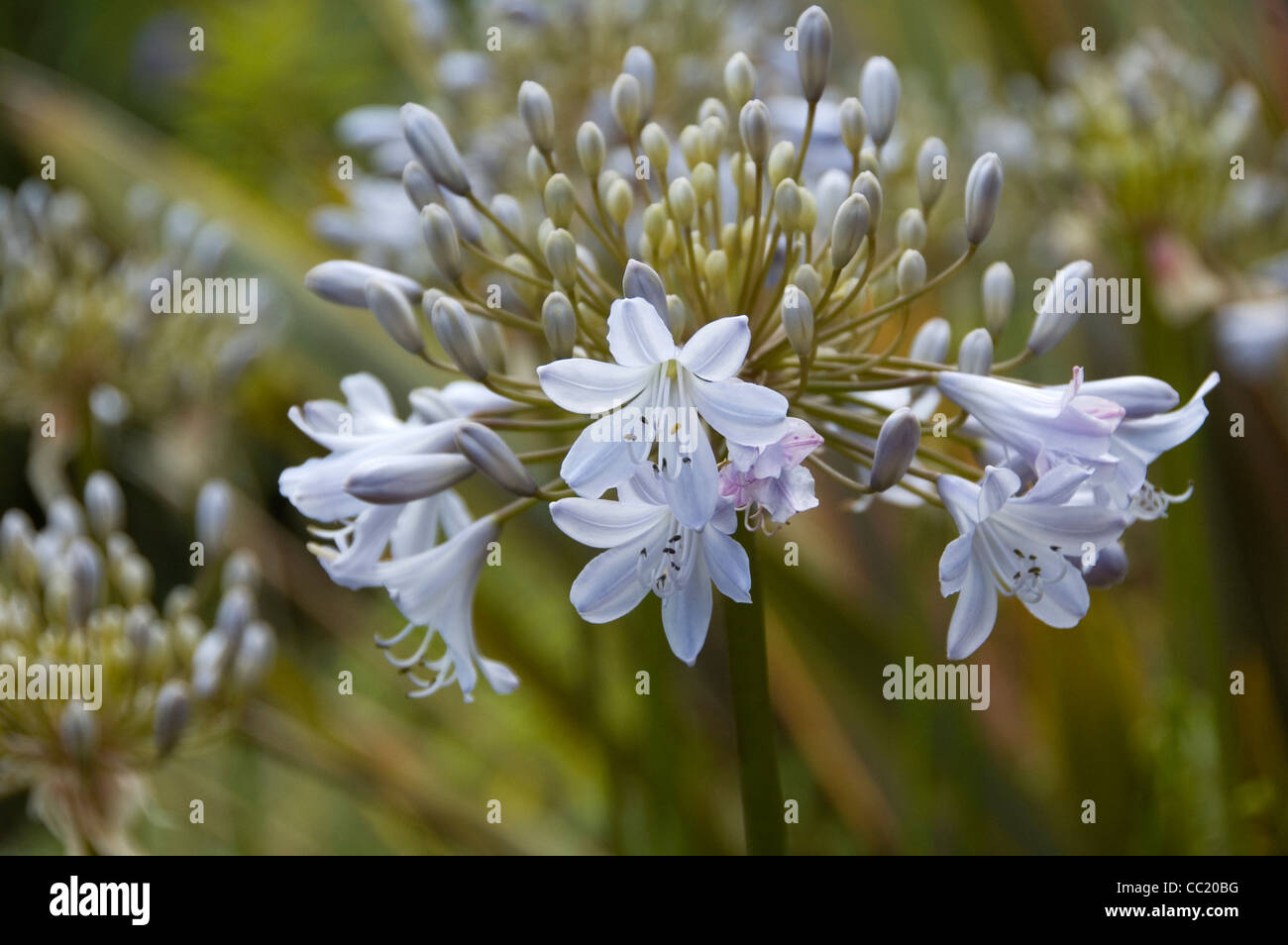 Agapanthus Silver Mist. Light blue African Lily or Lily of the Nile Stock  Photo - Alamy