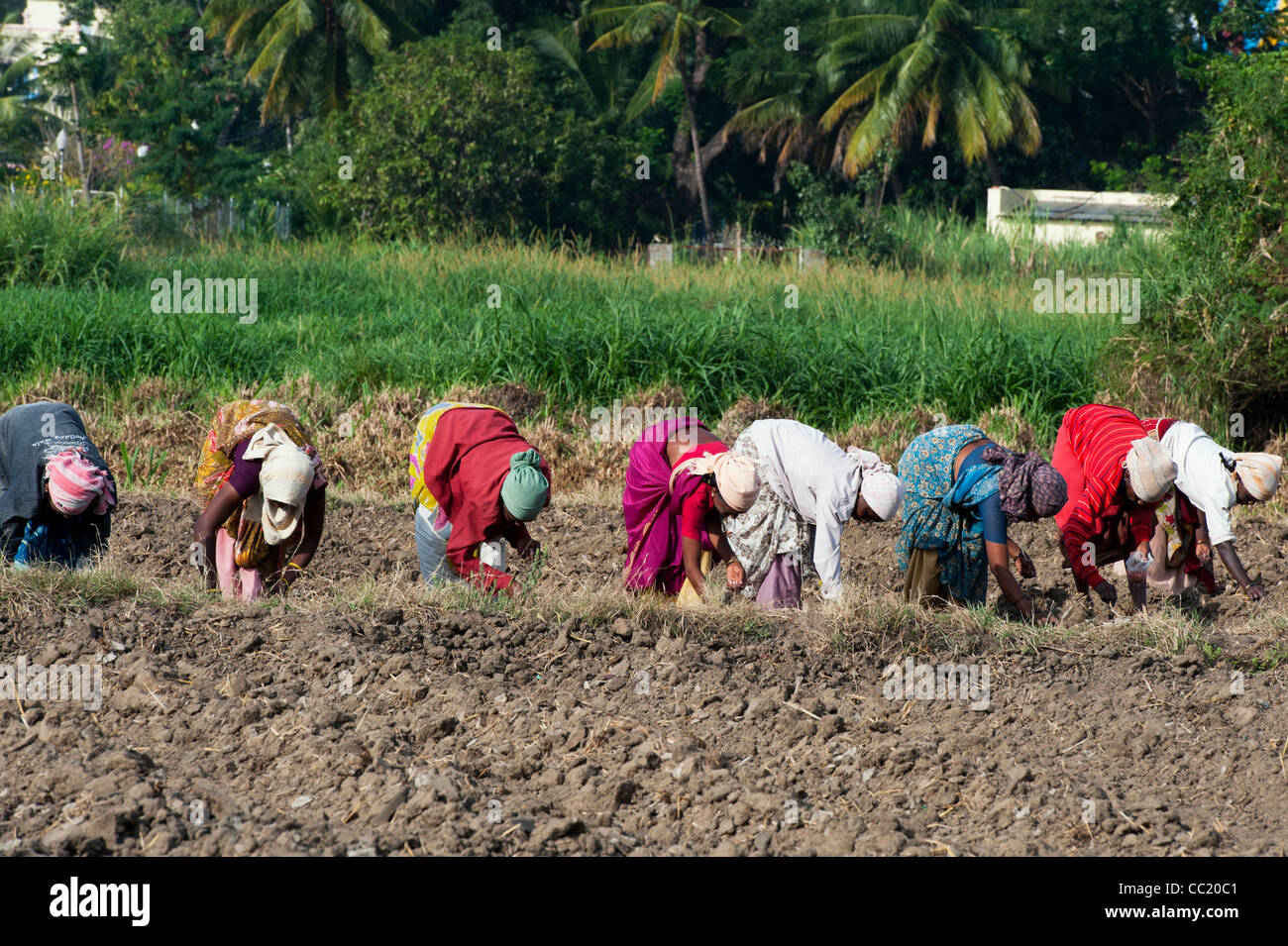 Indian women planting sunflower seeds in a field. Andhra Pradesh, India Stock Photo