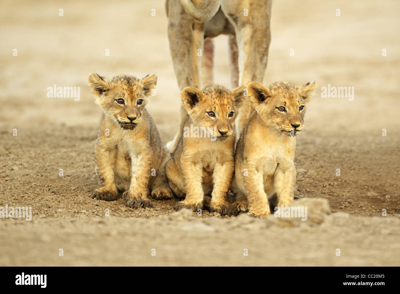 African lion cubs panthera leo hi-res stock photography and images - Alamy