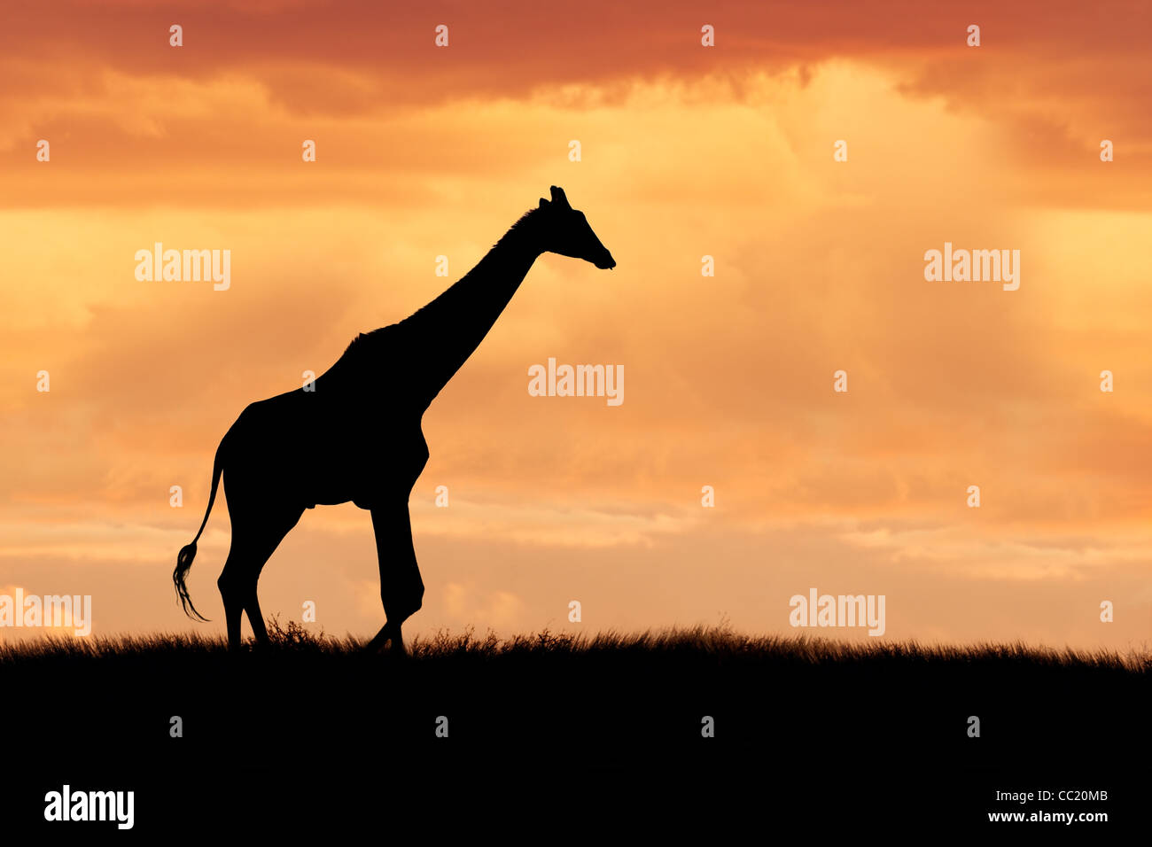 Silhouette of a giraffe walking on the African plains against a dramatic sunset Stock Photo