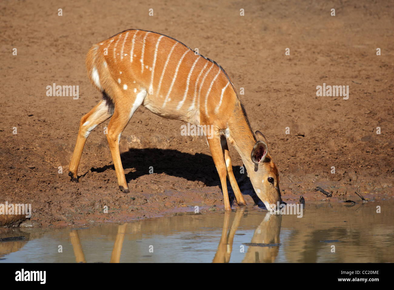 Female Nyala antelope (Tragelaphus angasii) drinking water, Mkuze game reserve, South Africa Stock Photo