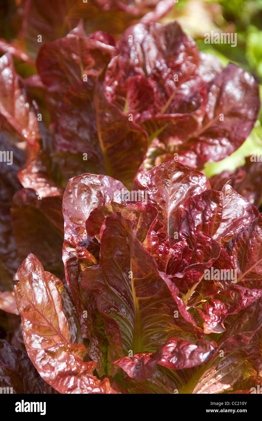 Purple lettuce Lettuce Nymans variety Stock Photo Alamy