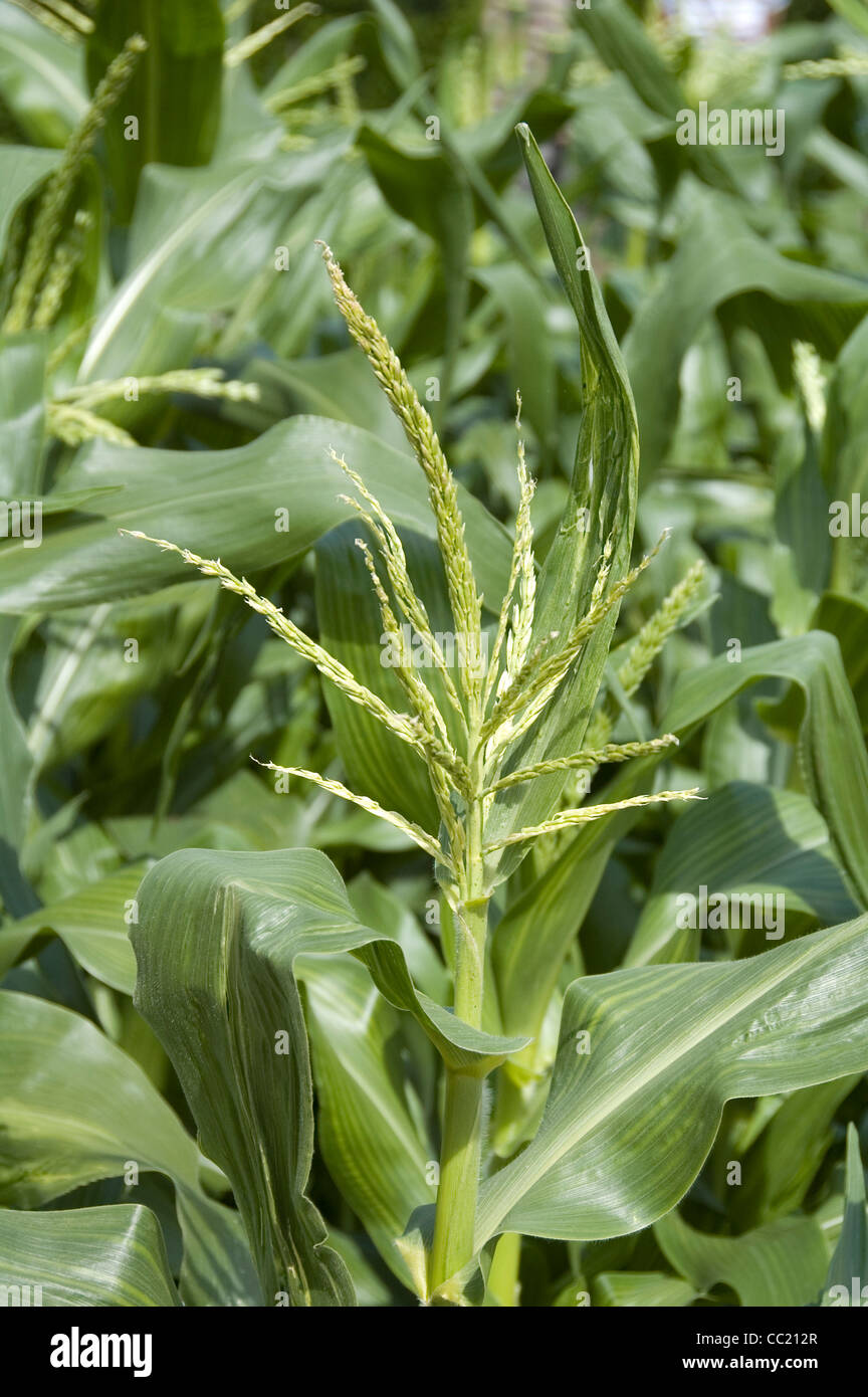Sweet corn with emerging flower tassels Stock Photo