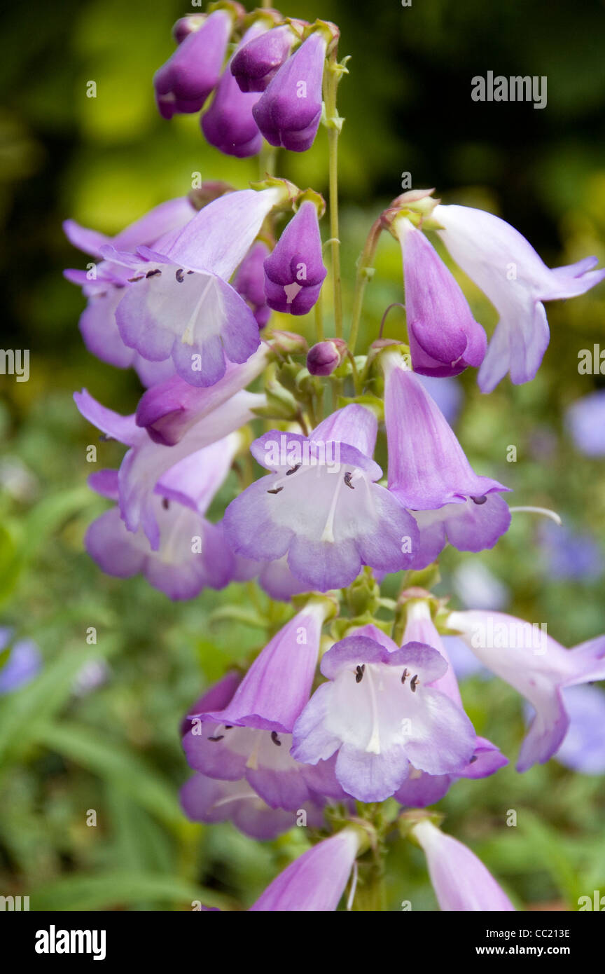 Penstemon Alice Hindley - Light mauve flowers Stock Photo