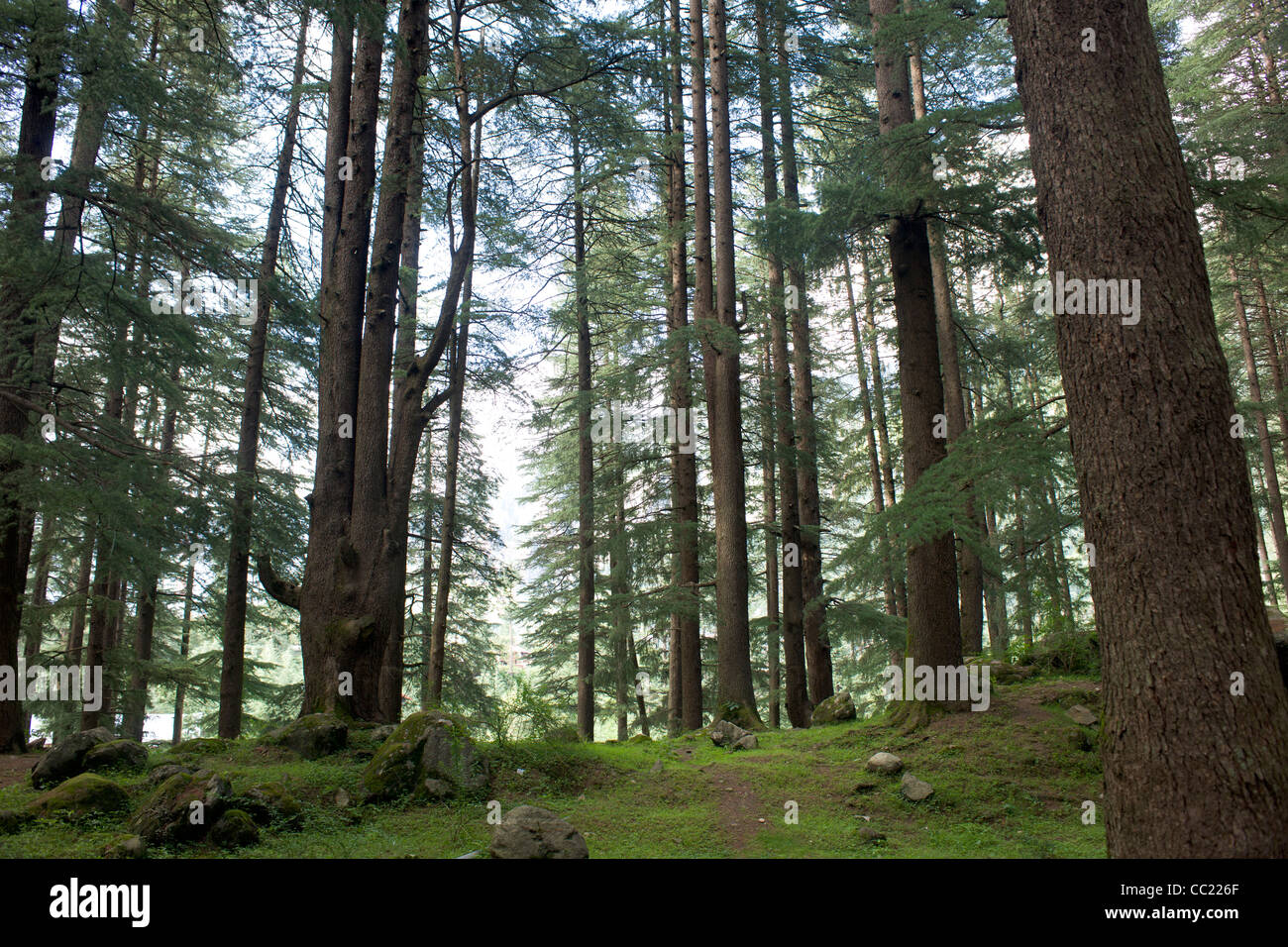 Giant Deodar Cedar trees (Cedrus deodara) in the Deodar Forest Reserve, Manali, Himachal Pradesh, India Stock Photo