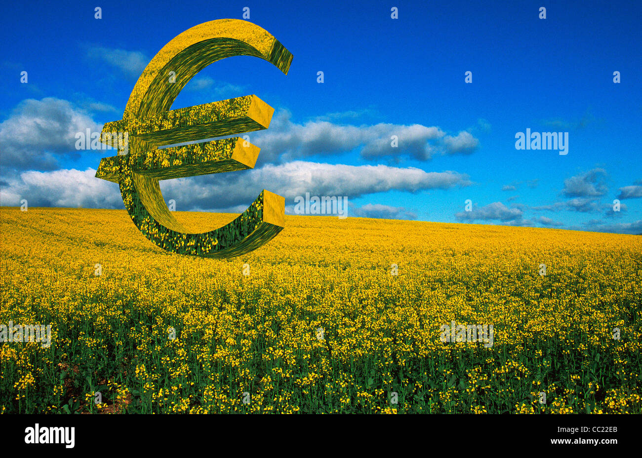 Euro sign in a field of colza rapeseed - EU farming / government policy / subsidies / business / agriculture concept Stock Photo