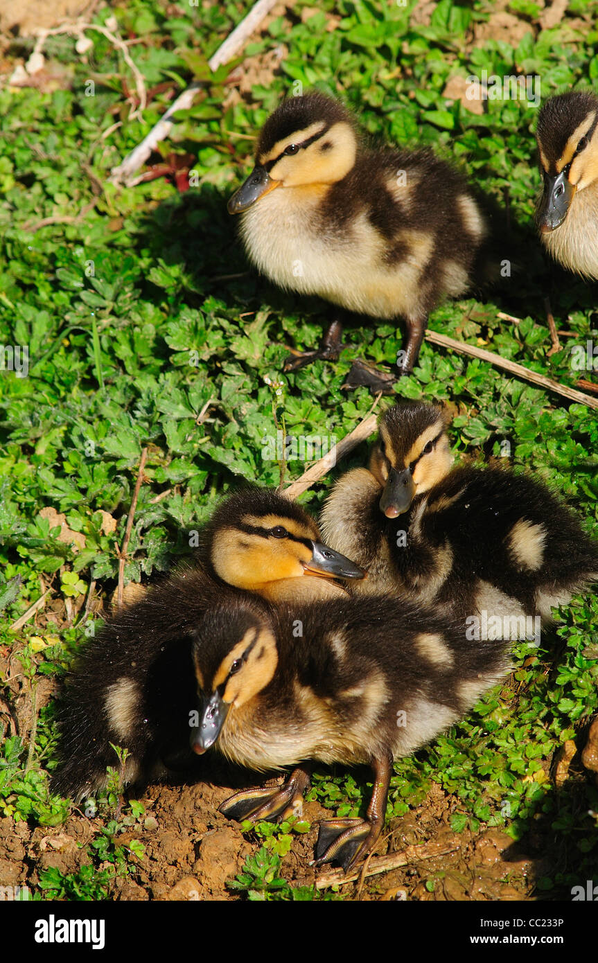 Mallard ducklings. Dorset, UK April 2010 Stock Photo