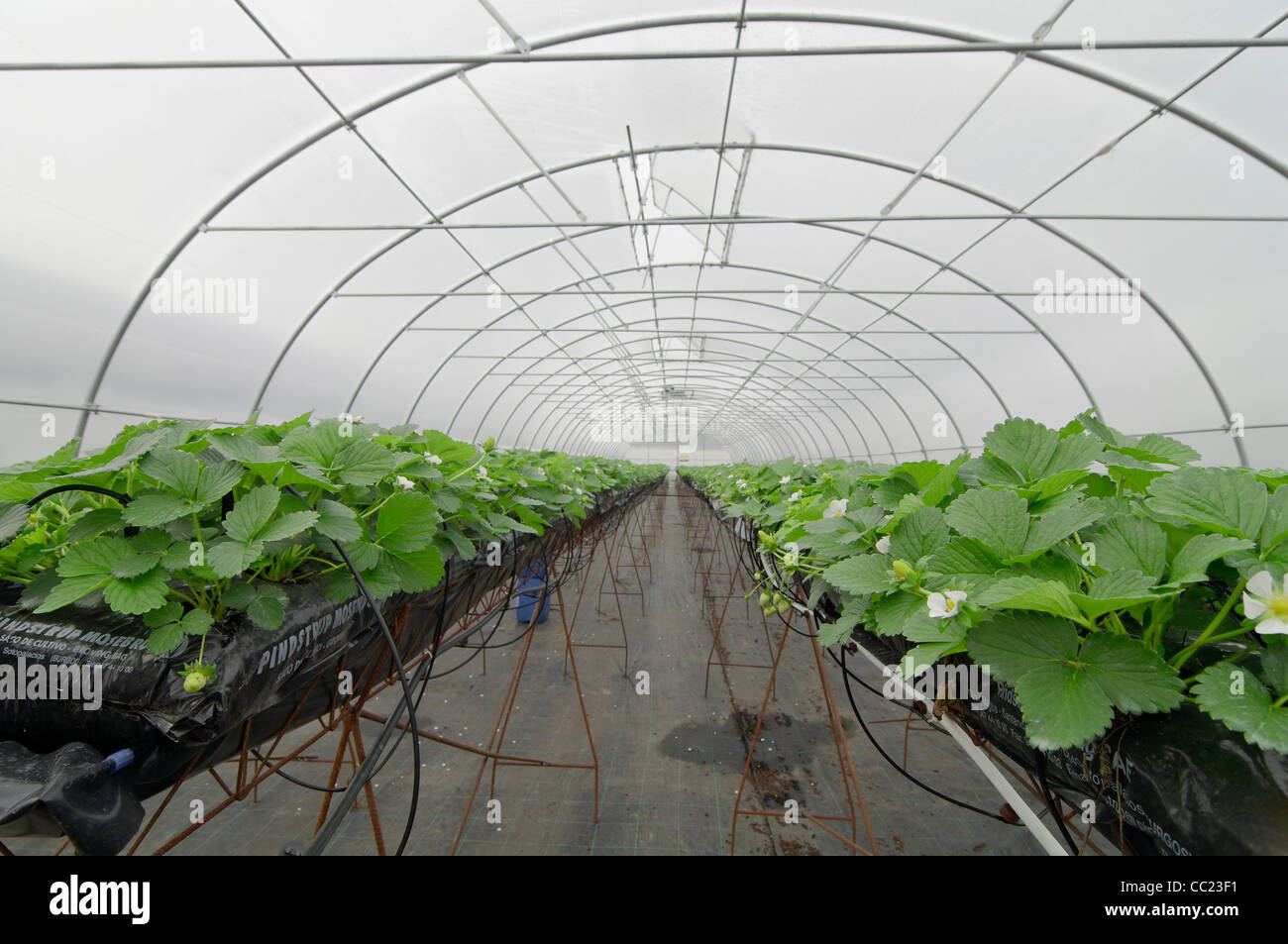 Greenhouse growing strawberries using hydroponics technique (mineral