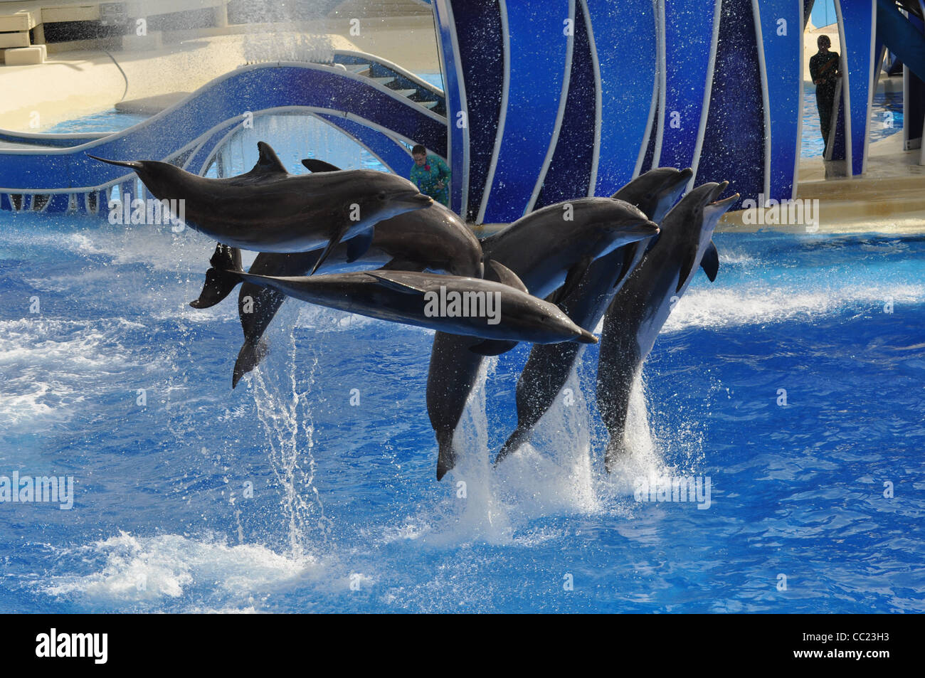 dolphins jumping out of water Stock Photo
