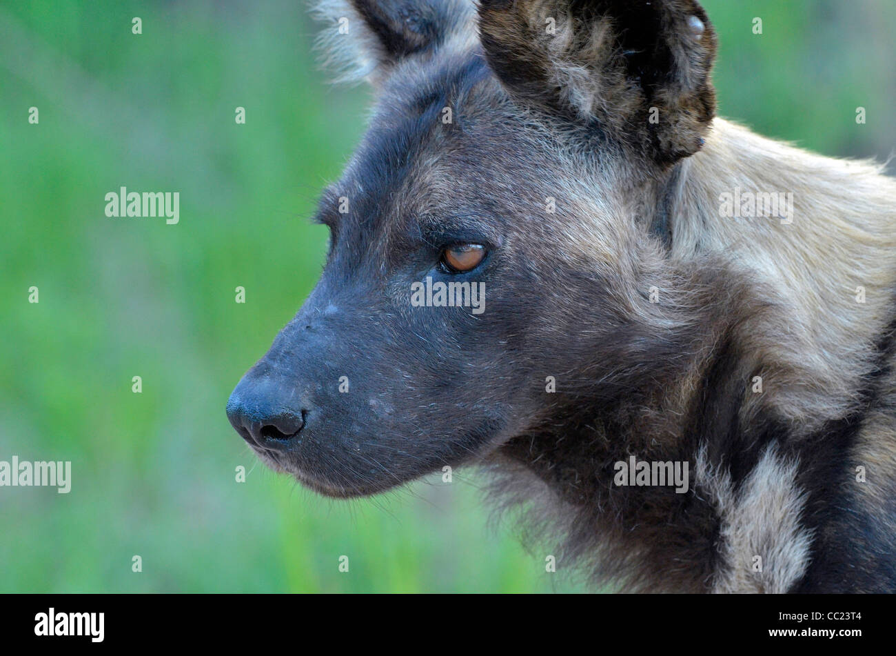 Kruger national Park in South Africa is world famous for do-it-yourself game viewing at affordable rates. African wild dog. Stock Photo