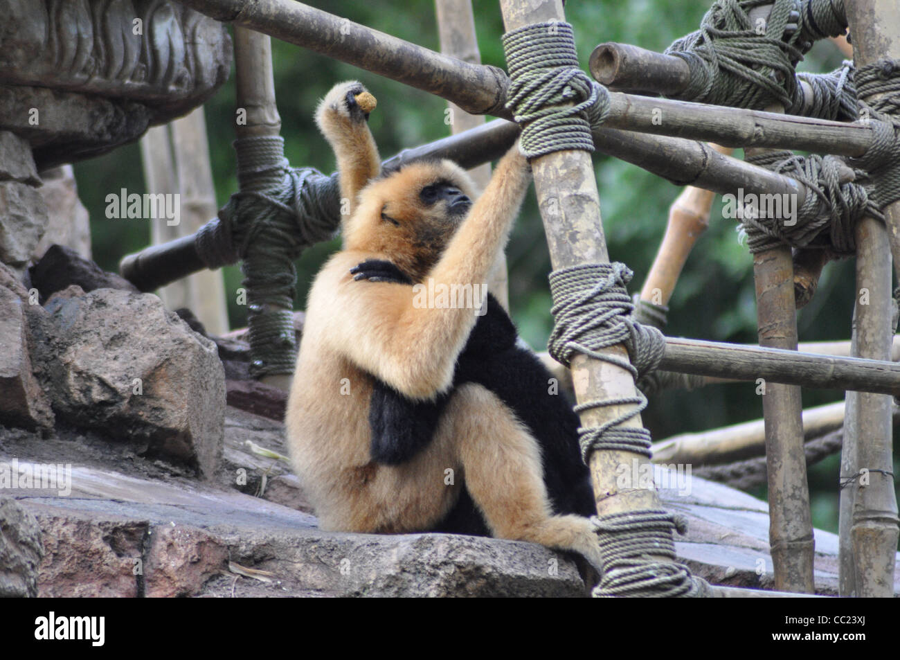 monkey, monkeys, monkeys hugging in tree house Stock Photo Alamy