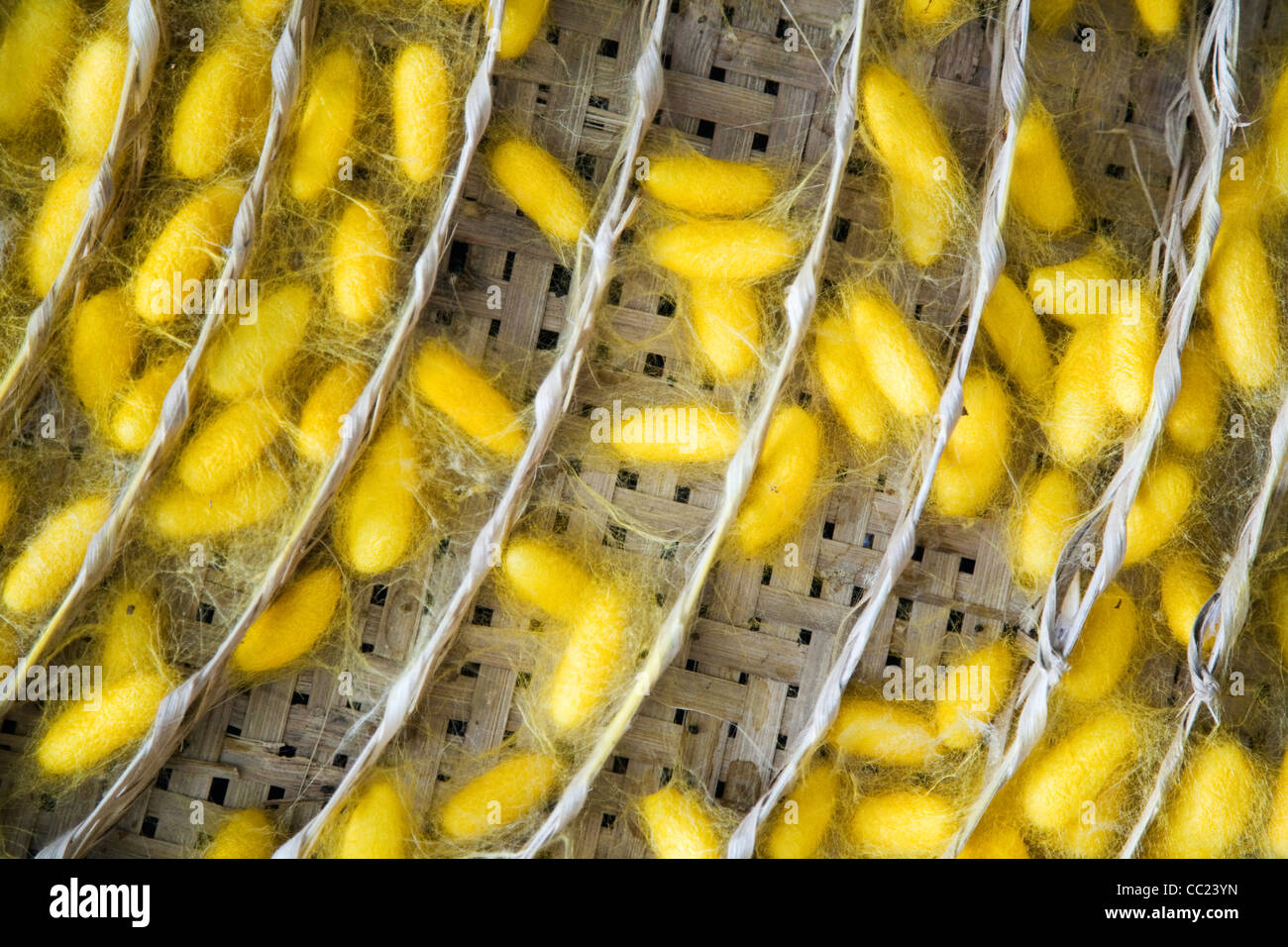 The yellow cocoons of farmed silkworms, ready for harvesting. Surin, Surin, Thailand Stock Photo