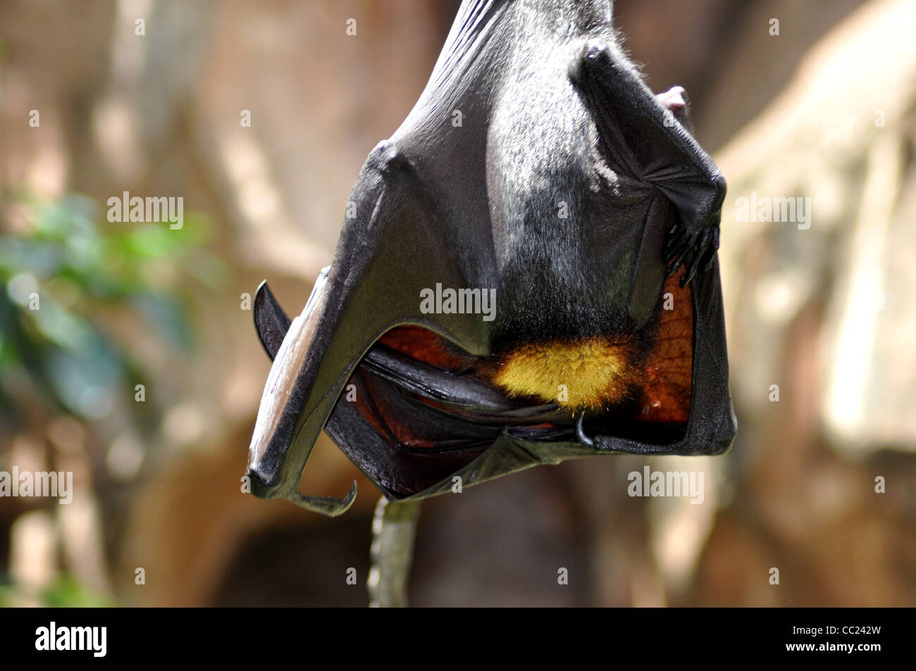 Bat hanging upside down hires stock photography and images Alamy