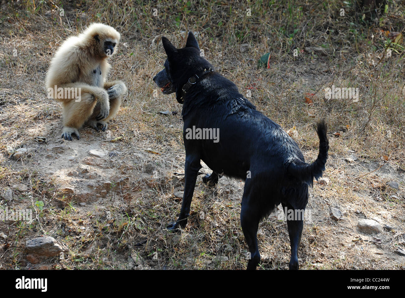 Does Monkey And Dog Get Along