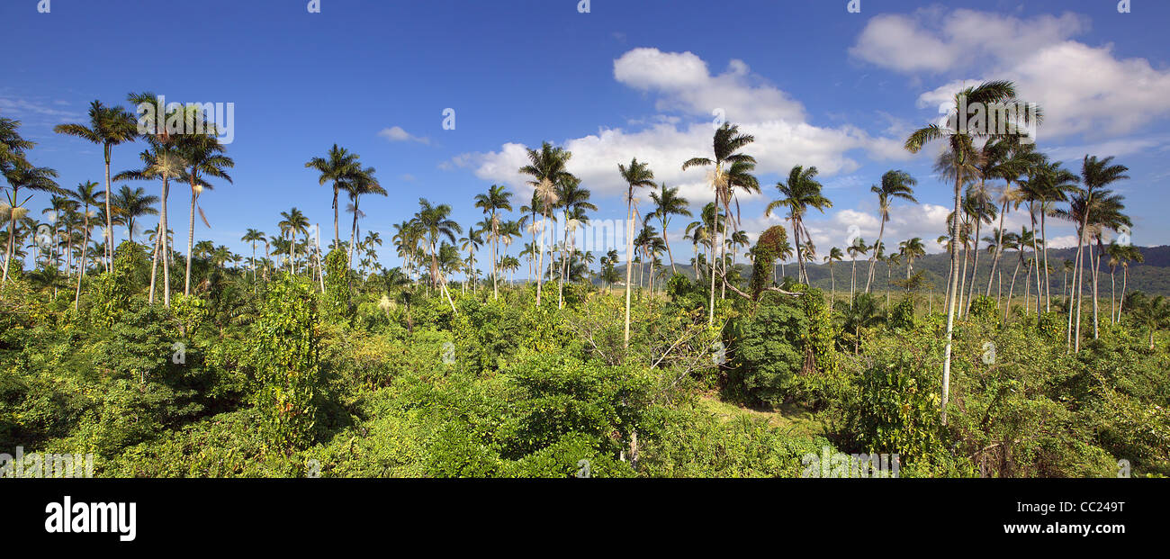 Jamaican palm forest panorama Stock Photo Alamy