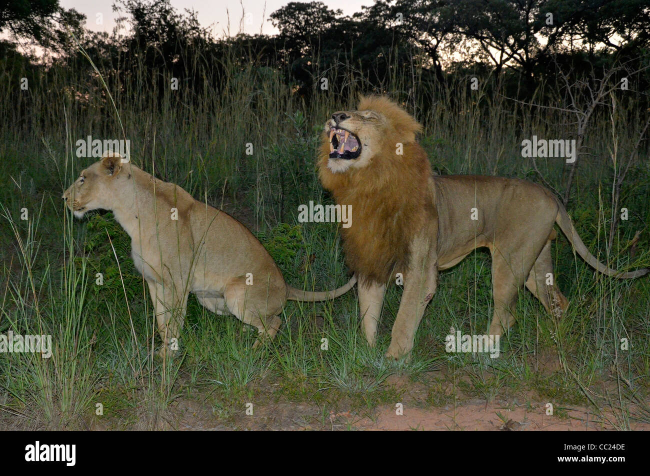 Kruger national Park is famous for game viewing. Mating lions at dawn.  Female urinates, male shows Flehmen's grimace or snarl Stock Photo - Alamy